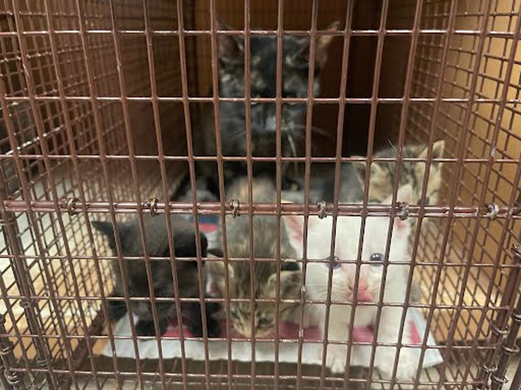 Shelter Stray Male Cat last seen Near McAngus Road, TX, Austin, TX 78702