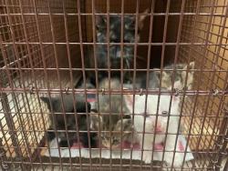 Shelter Stray Female Cat last seen Near McAngus Road, TX, Austin, TX 78702