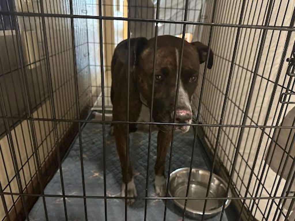 Shelter Stray Unknown Dog last seen Near Coulver Road, AUSTIN, TX, 78747, Austin, TX 78702