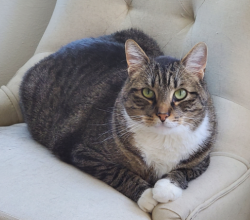 Lost Male Cat last seen 22nd & 208th in Spanaway, Spanaway, WA 98387