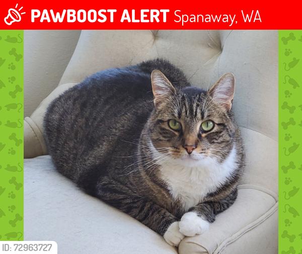 Lost Male Cat last seen 22nd & 208th in Spanaway, Spanaway, WA 98387