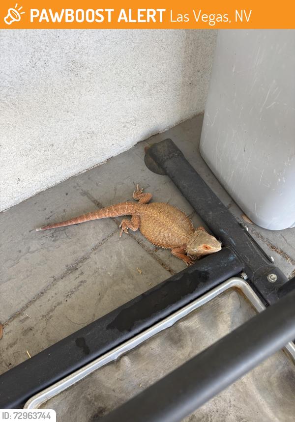 Found/Stray Unknown Reptile last seen Oakey Blvd and South 17th Street , Las Vegas, NV 89104