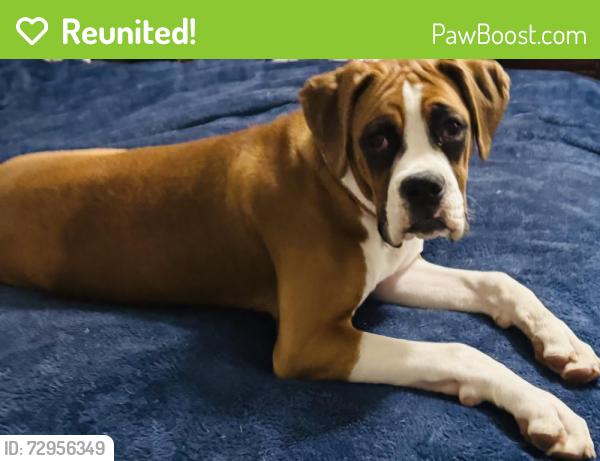 Reunited Female Dog last seen Whichard Rd., Rams Horn, Greenville, NC 27834