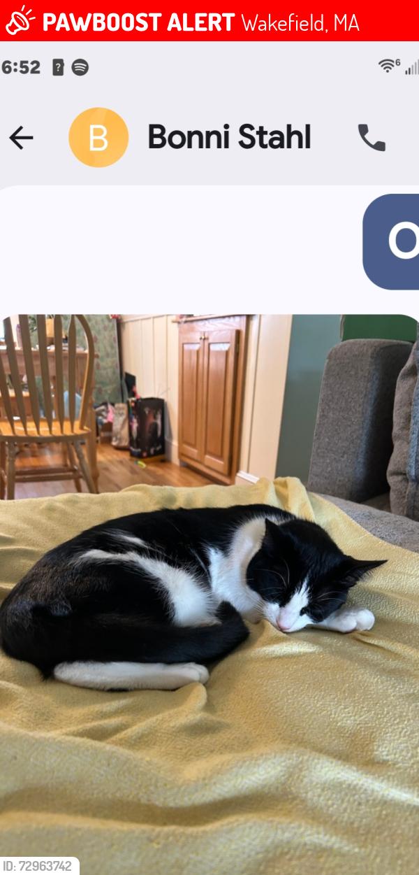 Lost Male Cat last seen Cedar st wakefield, ma, Wakefield, MA 01880