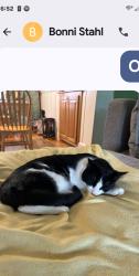 Lost Male Cat last seen Cedar st wakefield, ma, Wakefield, MA 01880