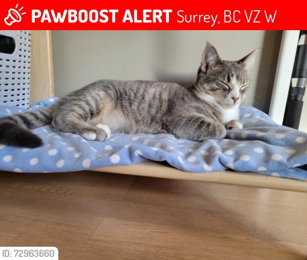 Lost Female Cat last seen In front of Southridge Private school, Surrey, BC V3Z 2W7