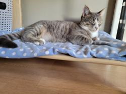 Lost Female Cat last seen In front of Southridge Private school, Surrey, BC V3Z 2W7
