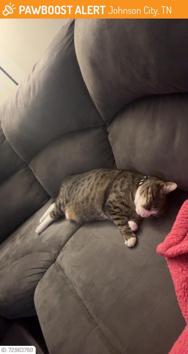 Found/Stray Male Cat last seen Boones creek Rd the Exchange apmts, Johnson City, TN 37615