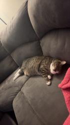 Found/Stray Male Cat last seen Boones creek Rd the Exchange apmts, Johnson City, TN 37615