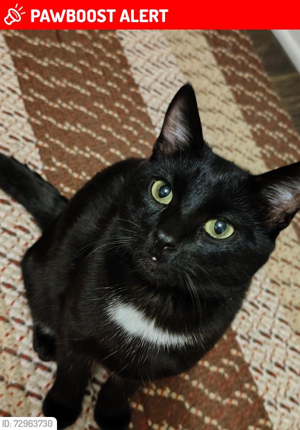 Lost Male Cat last seen Hermosa Ave and 19th Street , Rancho Cucamonga, CA 91737