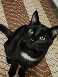 Lost Male Cat last seen Hermosa Ave and 19th Street , Rancho Cucamonga, CA 91737
