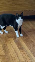 Lost Female Cat last seen Brooks ave, Schertz, TX 78154