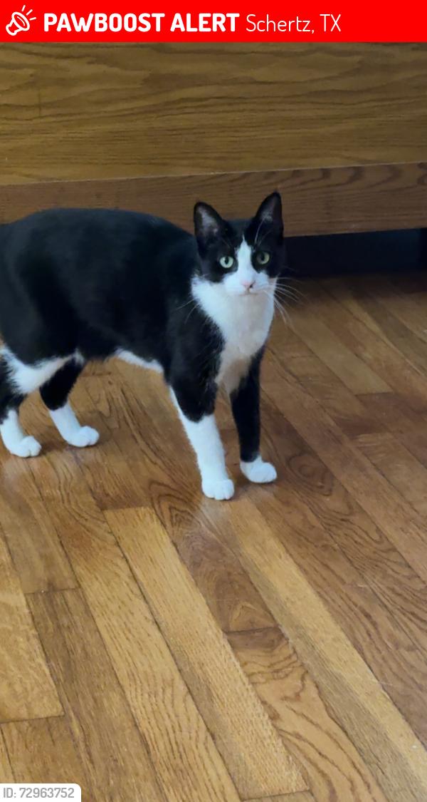 Lost Female Cat last seen Brooks ave, Schertz, TX 78154