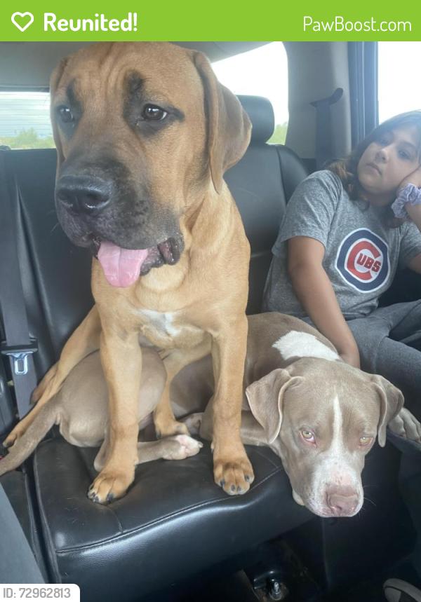 Reunited Female Dog last seen 87th ave deer valley and deer valley rd , Peoria, AZ 85383