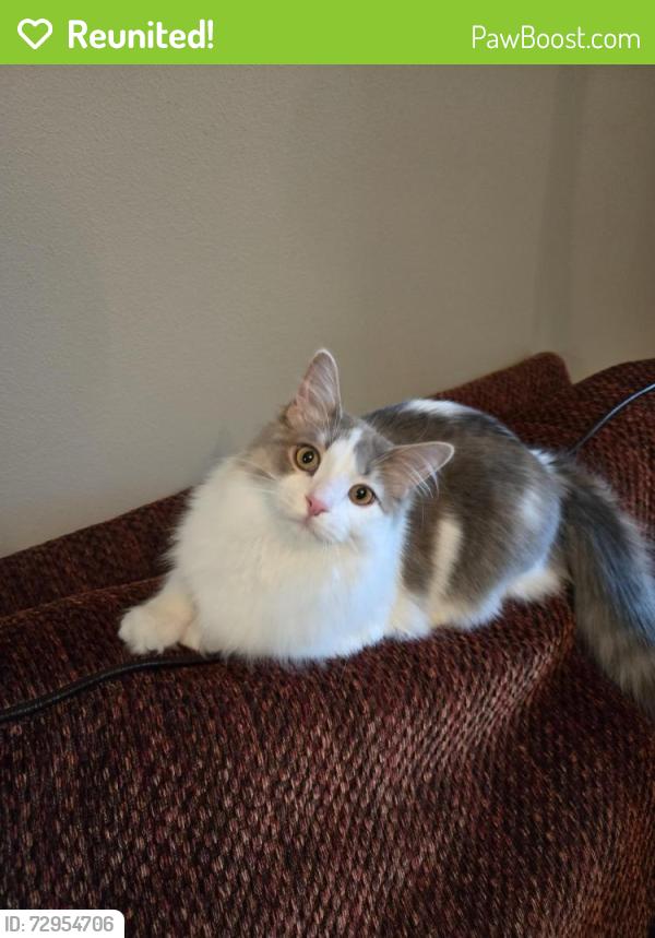 Reunited Male Cat last seen Jersey Circle, Waukesha, WI 53188