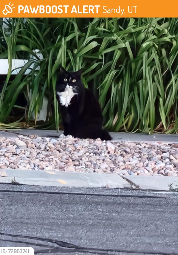 Found/Stray Unknown Cat last seen Near E 9980 S. , Sandy, UT 84070