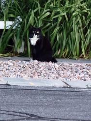 Found/Stray Unknown Cat last seen Near E 9980 S. , Sandy, UT 84070