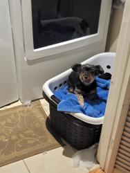 Lost Female Dog last seen Lost on cabrilho drive. By Arther road in Martinez , Martinez, CA 94553