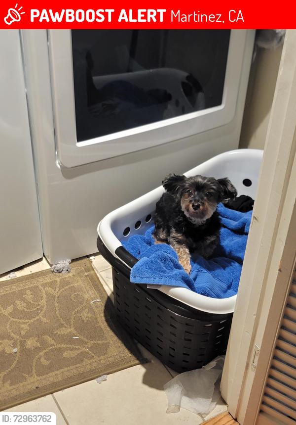 Lost Female Dog last seen Lost on cabrilho drive. By Arther road in Martinez , Martinez, CA 94553