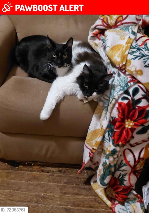 Lost Male Cat last seen Valley View Dr & Lee Rd, Brookfield Center, OH 44403