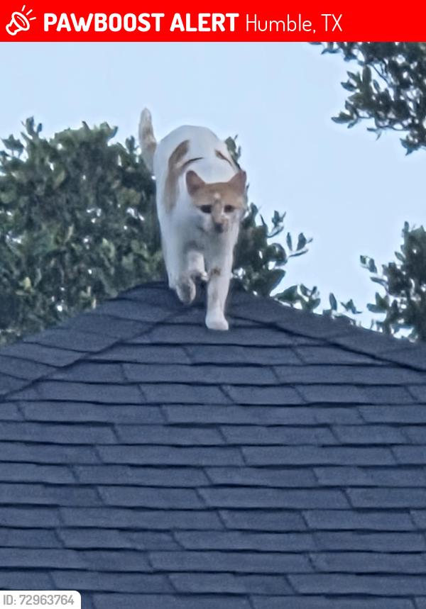 Lost Male Cat last seen Atasca Woods, Humble, TX 77346
