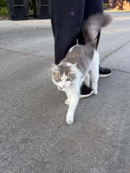 Found/Stray Female Cat last seen Near N Melvina, Chicago, IL 60646