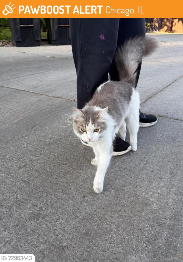 Found/Stray Female Cat last seen Near N Melvina, Chicago, IL 60646