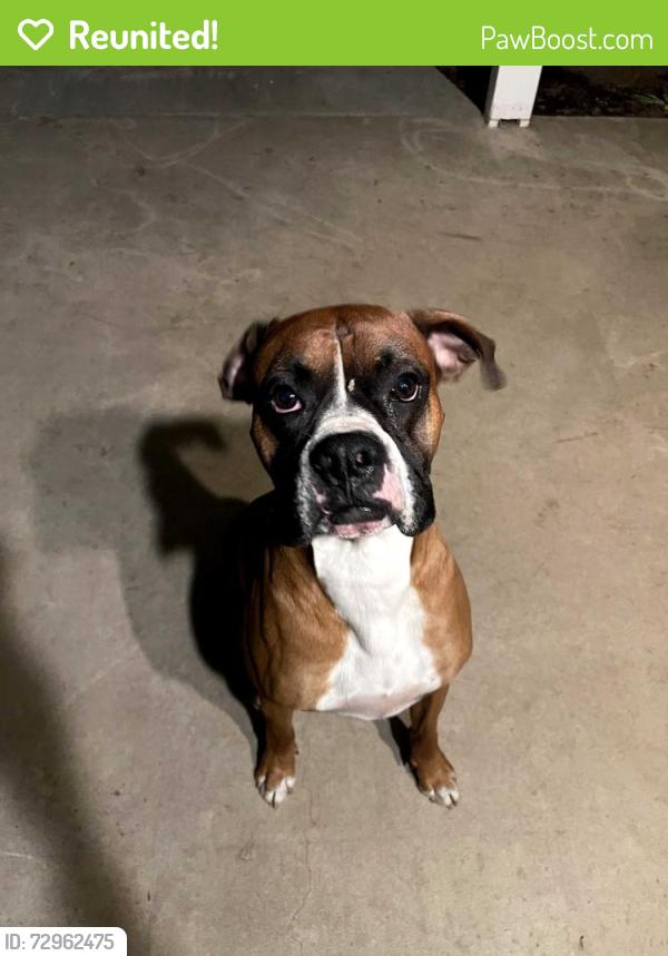 Reunited Male Dog last seen Virmargo/Pinkham, Visalia, CA 93292