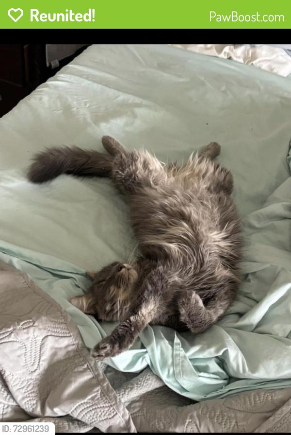 Reunited Male Cat last seen Dogwood Hills Subdivision, Sevierville, TN 37876