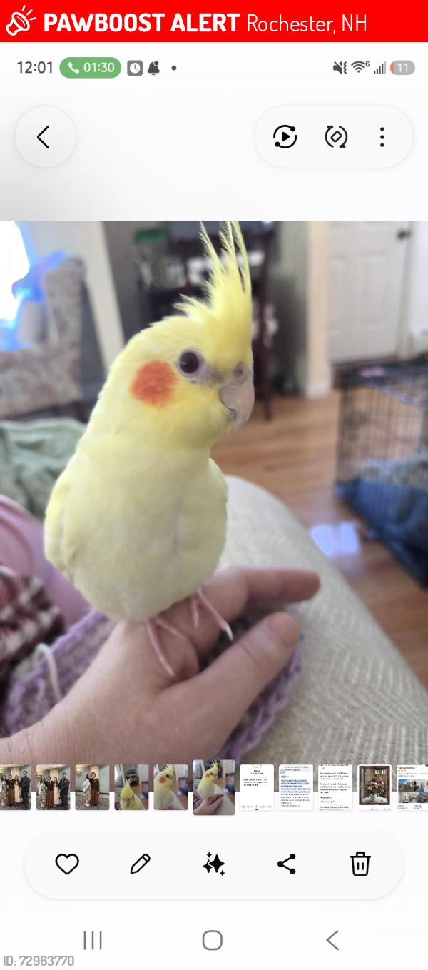 Lost Male Bird last seen Beauview St Rochester nh, Rochester, NH 03867