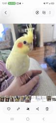 Lost Male Bird last seen Beauview St Rochester nh, Rochester, NH 03867