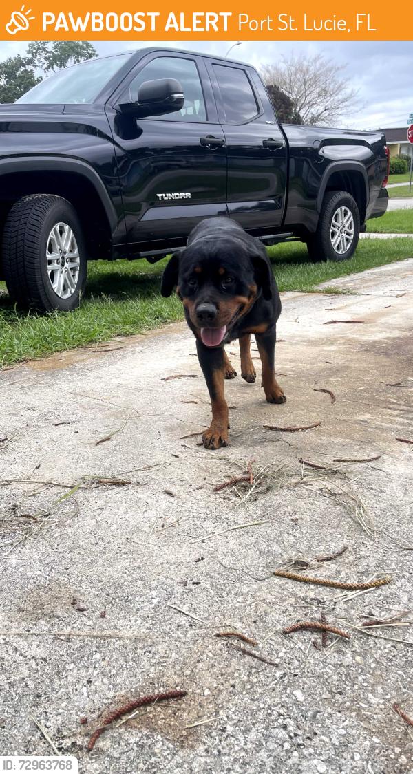 Found/Stray Female Dog last seen SE Solaz Ave, Port St. Lucie, FL 34983