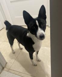 Lost Female Dog last seen Near the shops at Sunset Place. She got sacred and took off down Deli Lane., Miami, FL 33173