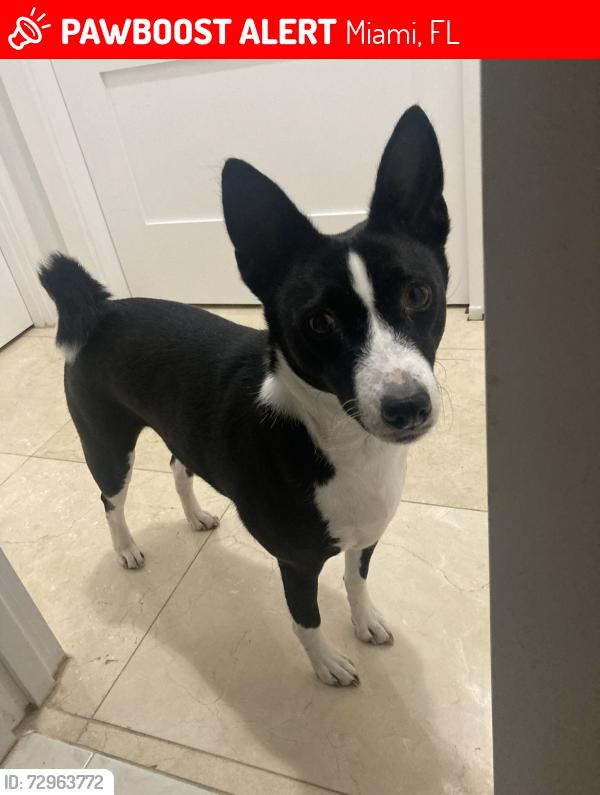 Lost Female Dog last seen Near the shops at Sunset Place. She got sacred and took off down Deli Lane., Miami, FL 33173