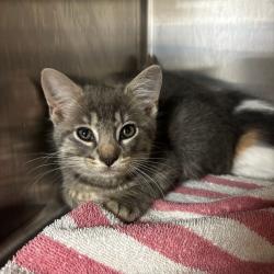 Shelter Stray Male Cat last seen , Ottawa, KS 66067