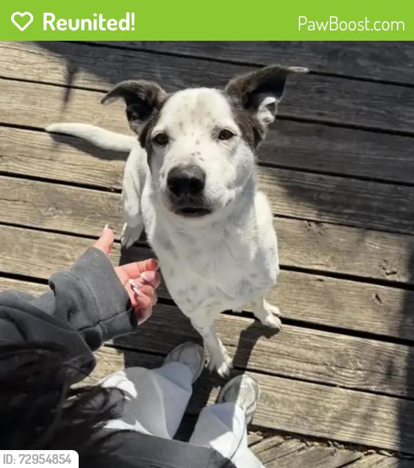 Reunited Male Dog last seen Riviera Springs , Cedar Park, TX 78613
