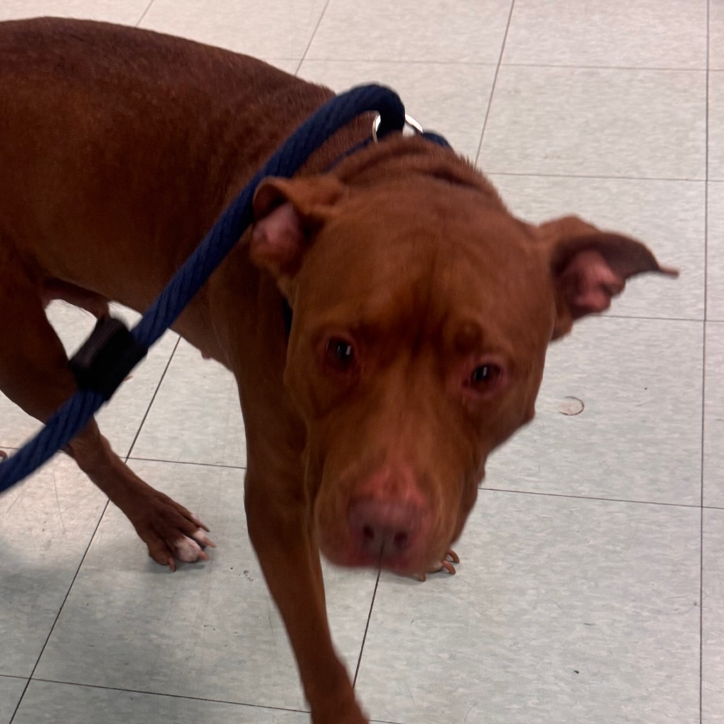 Shelter Stray Unknown Dog last seen , Philadelphia, PA 19140