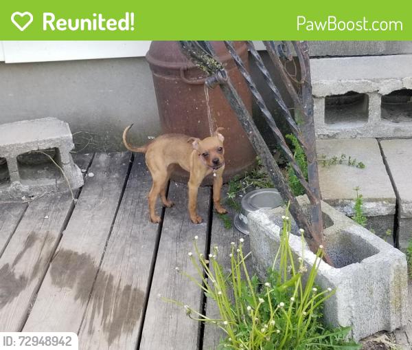 Reunited Female Dog last seen Moore Road Munnsville , Stockbridge, NY 13409