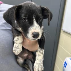 Shelter Stray Female Dog last seen , Columbus, GA 31907