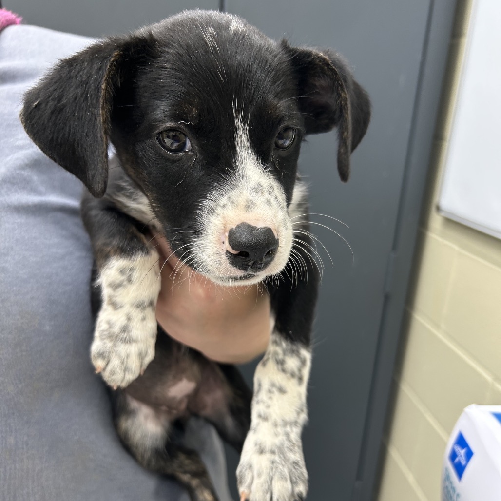 Shelter Stray Female Dog last seen , Columbus, GA 31907