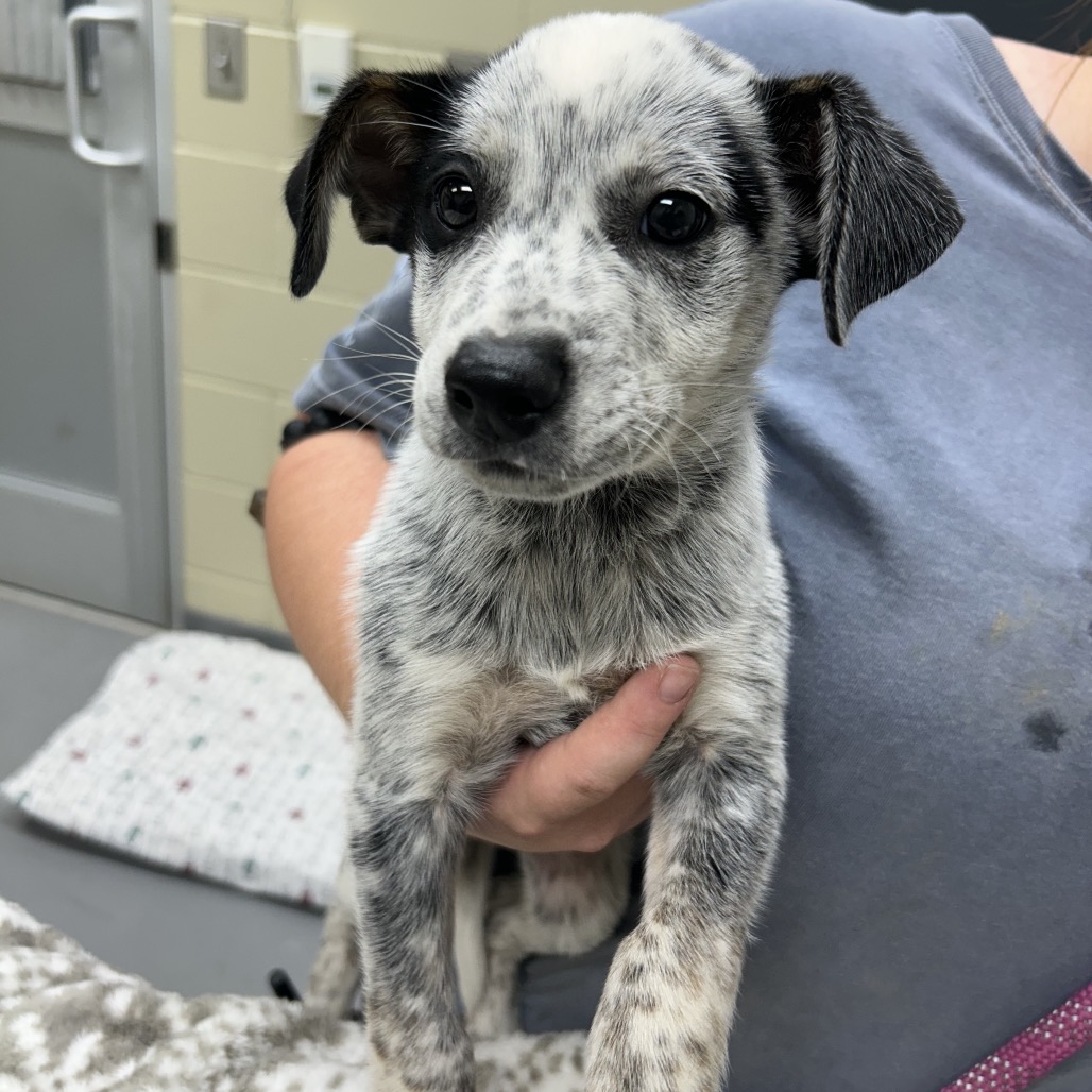 Shelter Stray Male Dog last seen , Columbus, GA 31907