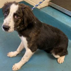 Shelter Stray Female Dog last seen , Memphis, TN 38133