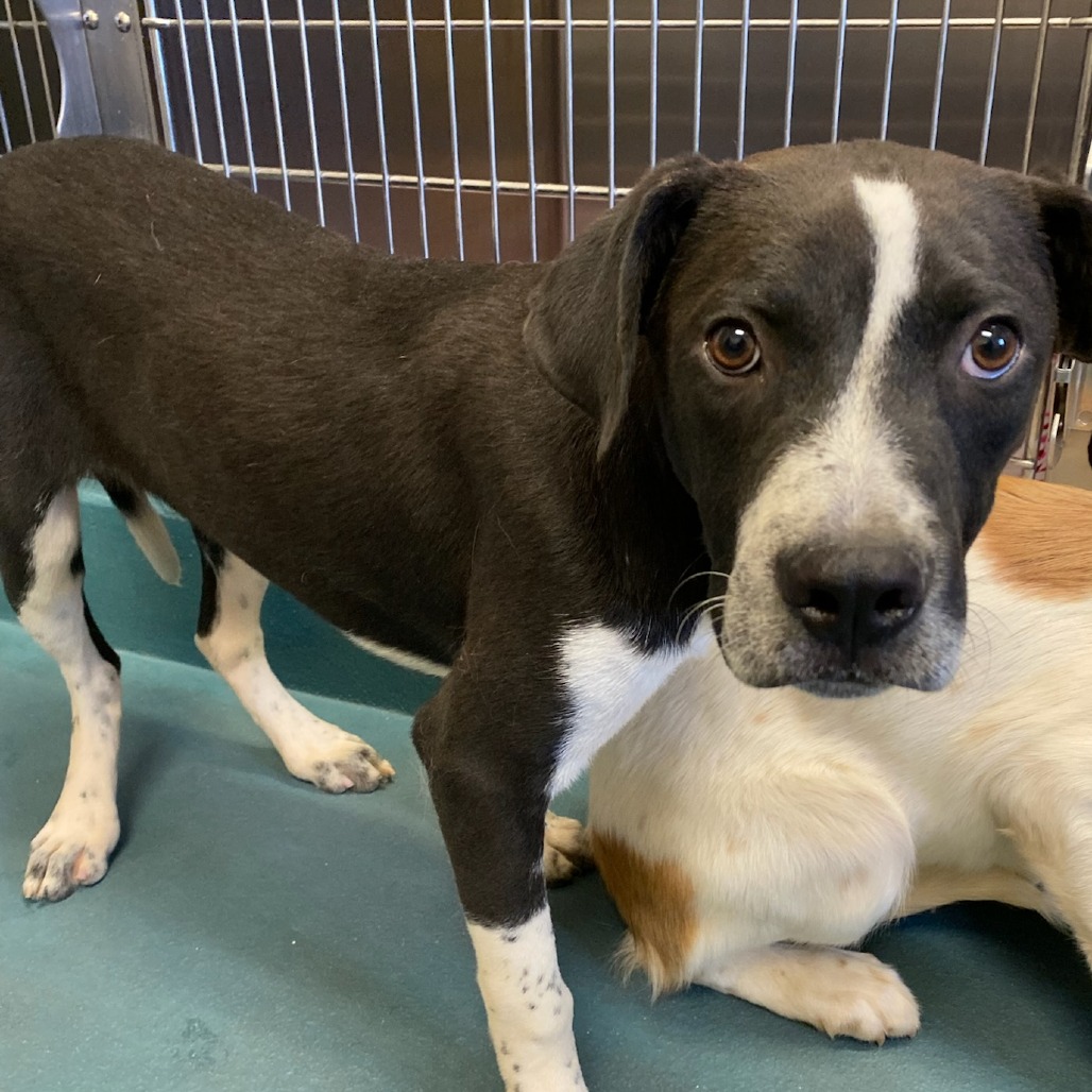 Shelter Stray Male Dog last seen , Memphis, TN 38133