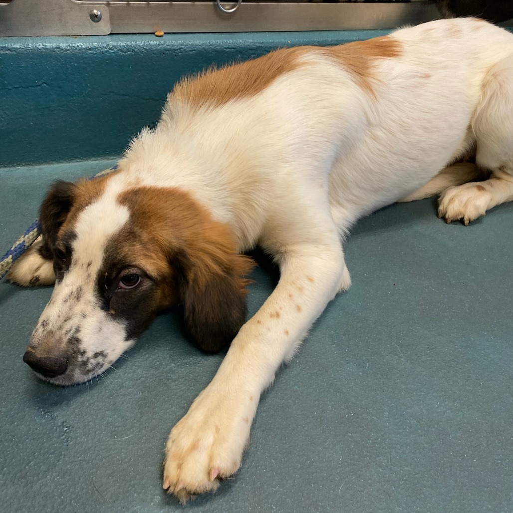 Shelter Stray Female Dog last seen , Memphis, TN 38133