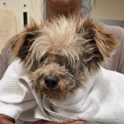Shelter Stray Male Dog last seen , Jacksonville, FL 32216