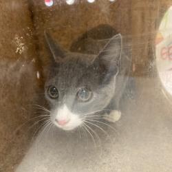 Shelter Stray Unknown Cat last seen , Memphis, TN 38133