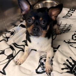 Shelter Stray Male Dog last seen , Memphis, TN 38133
