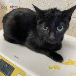 Shelter Stray Female Cat last seen , Memphis, TN 38133