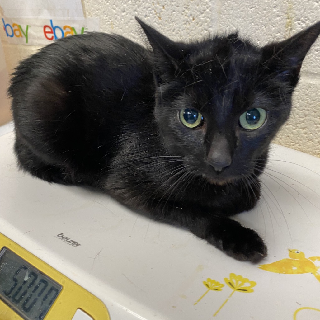 Shelter Stray Female Cat last seen , Memphis, TN 38133