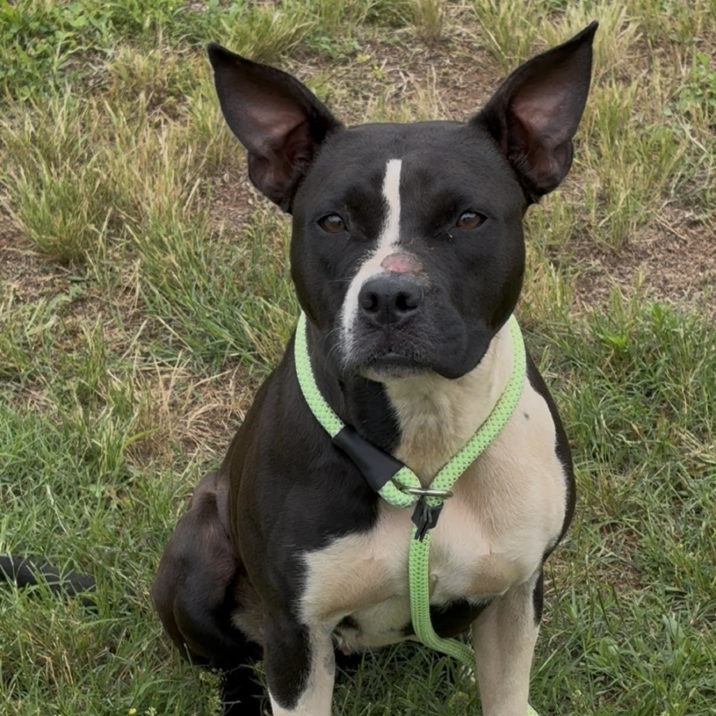 Shelter Stray Female Dog last seen , Greenville, SC 29609